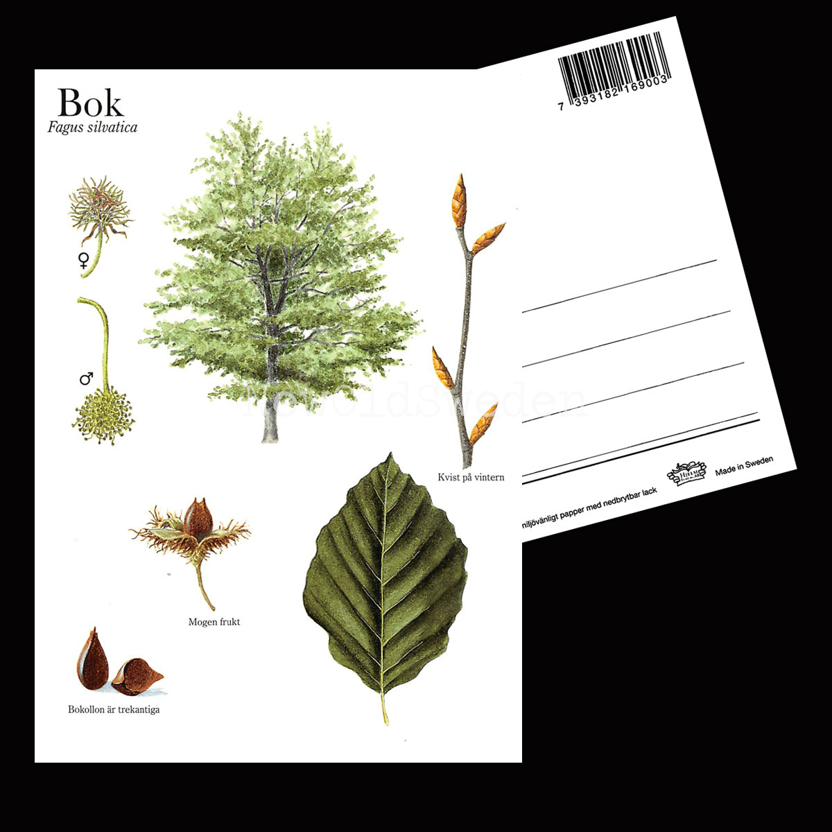 BOK Fagus silvatica Lars Klinting - Vykort - 405 - 2