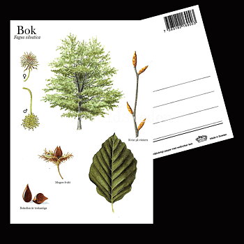 BOK Fagus silvatica Lars Klinting - Vykort - 405