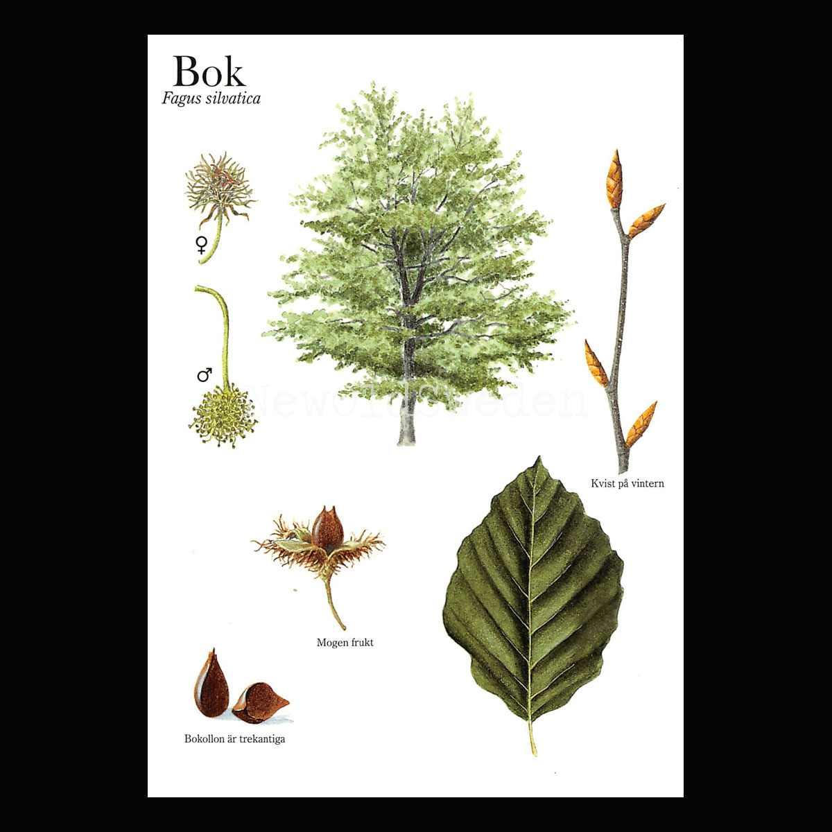 BOK Fagus silvatica Lars Klinting - Vykort - 405