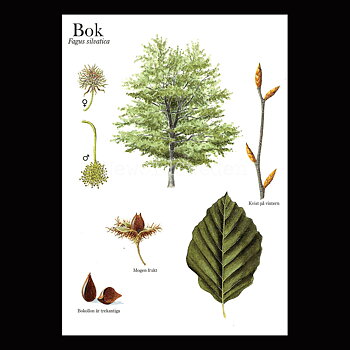 BOK Fagus silvatica Lars Klinting - Vykort - 405