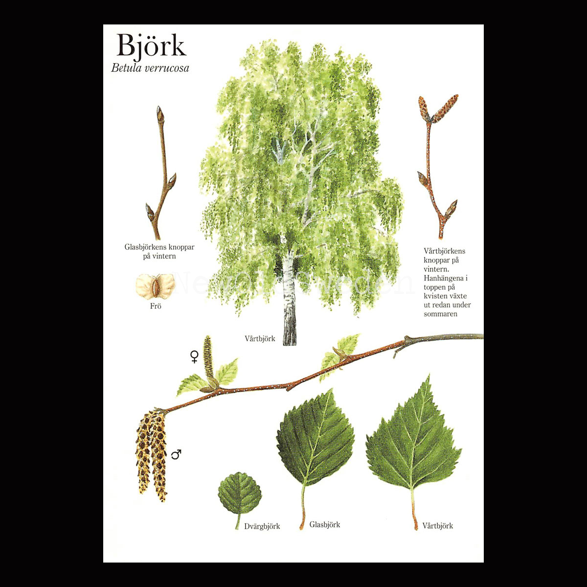 BJÖRK Betula verrucosa Lars Klinting - Vykort - 405