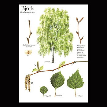 BJÖRK Betula verrucosa Lars Klinting - Vykort - 405