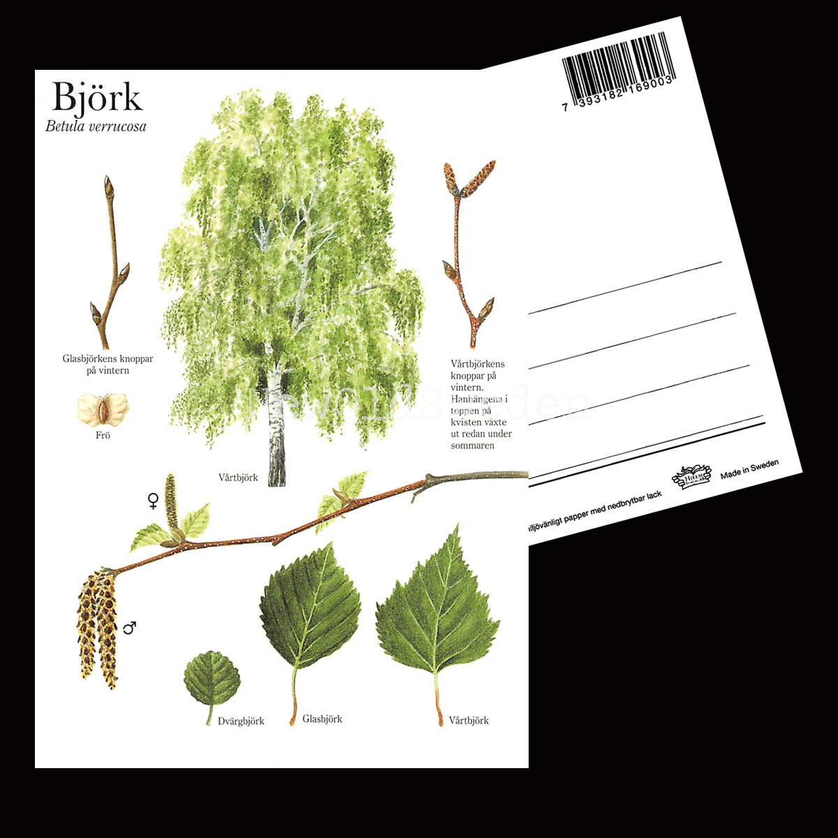 BJÖRK Betula verrucosa Lars Klinting - Vykort - 405 - 2