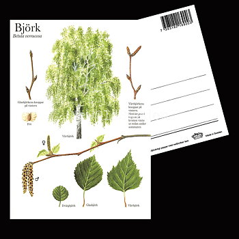 BJÖRK Betula verrucosa Lars Klinting - Vykort - 405