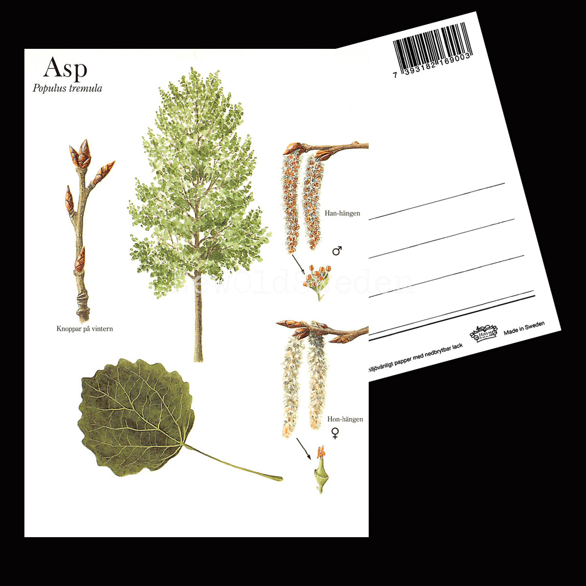 ASP Populus tremula Lars Klinting - Vykort - 405 - 2