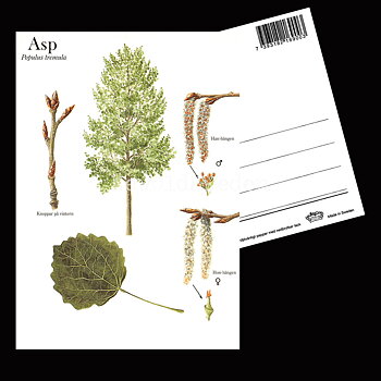 ASP Populus tremula Lars Klinting - Vykort - 405
