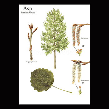 ASP Populus tremula Lars Klinting - Vykort - 405