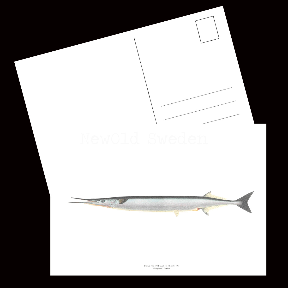 Näbbgädda - BELONE VULGARIS FLEMING - B1 - 2
