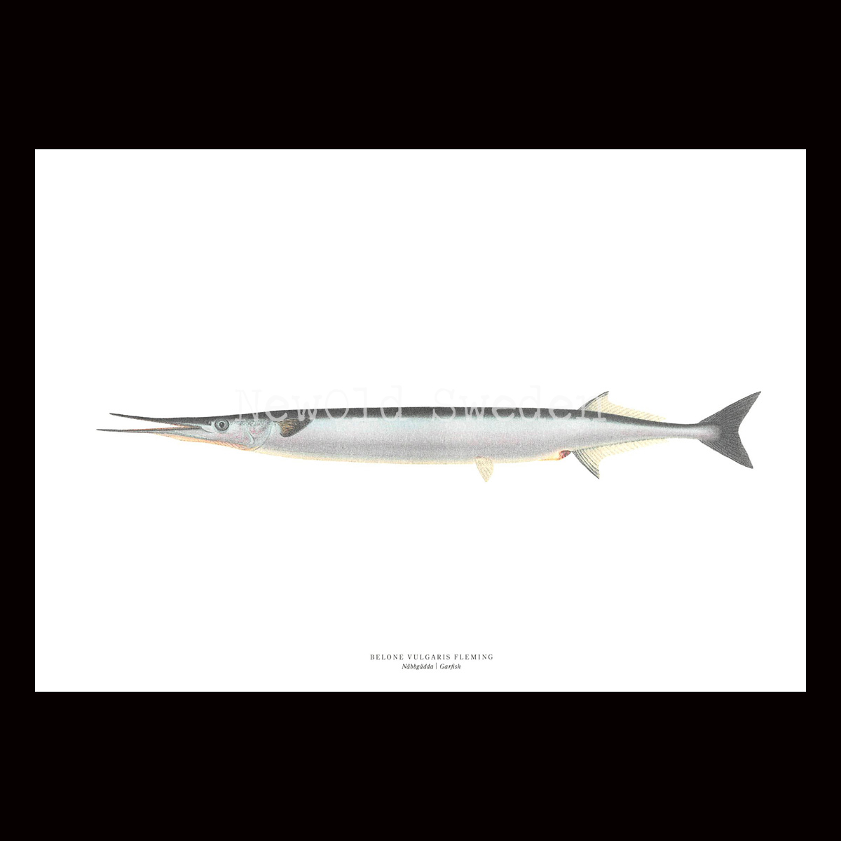 Näbbgädda - BELONE VULGARIS FLEMING - B1