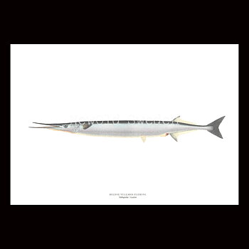 Näbbgädda - BELONE VULGARIS FLEMING - B1