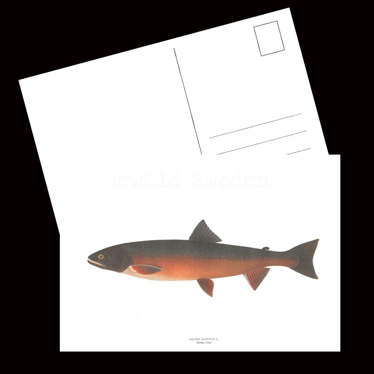 Röding - SALMO ALPINUS L. - B1 - 2