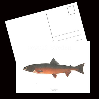 Röding - SALMO ALPINUS L. - B1