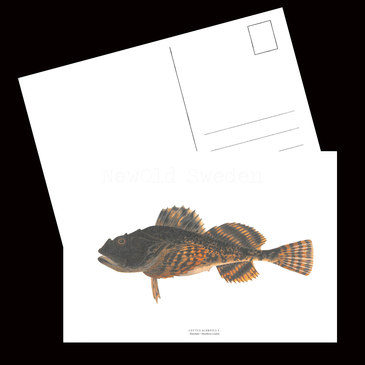 Rötsimpa - COTTUS SCOROIUS L. - B1 - 2