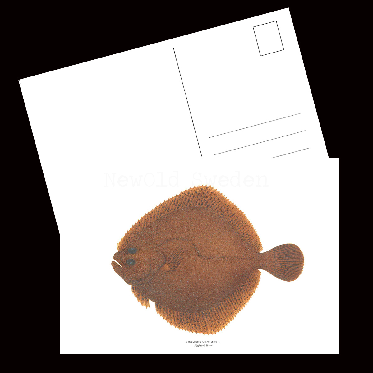 Piggvar - RHOMBUS MAXIMUS L. - B1 - 2