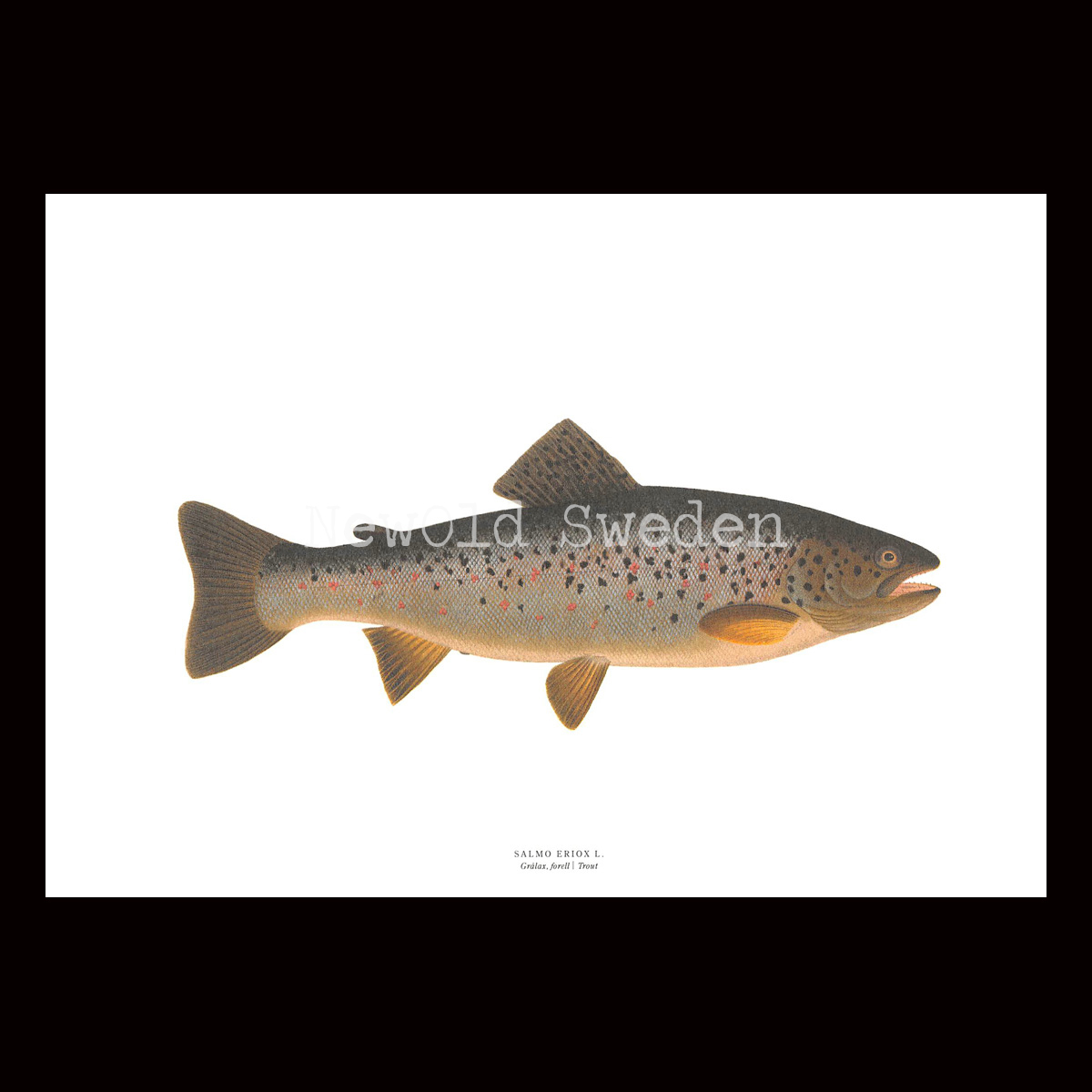 Grålax - SALMO ERIOX L. - B1