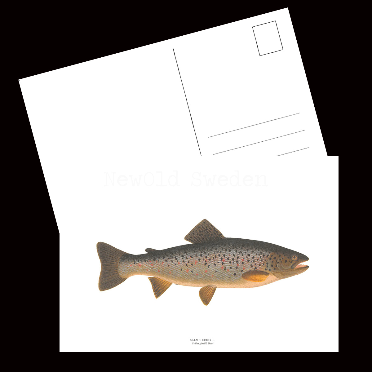 Grålax - SALMO ERIOX L. - B1 - 2