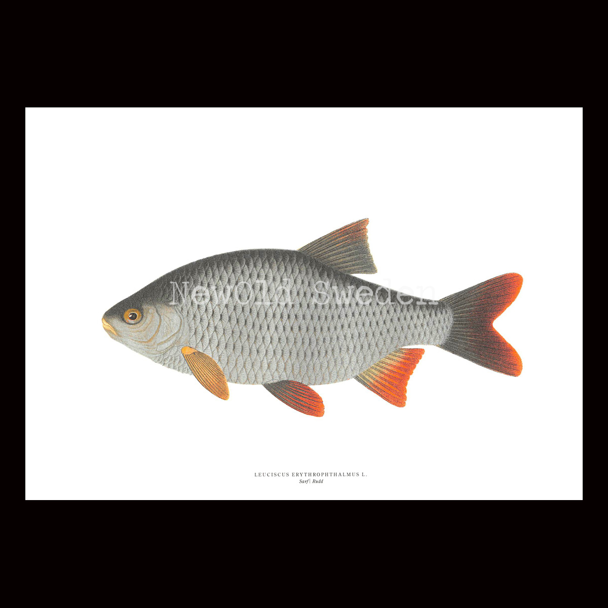 Sarf - LEUCISCUS ERYTHROPHTHALMUS L. - B1