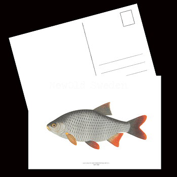 Sarf - LEUCISCUS ERYTHROPHTHALMUS L. - B1