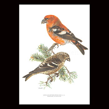 Bändelkorsnäbb - LOXIA LEUCOPTERA BIFASCIATA - B2