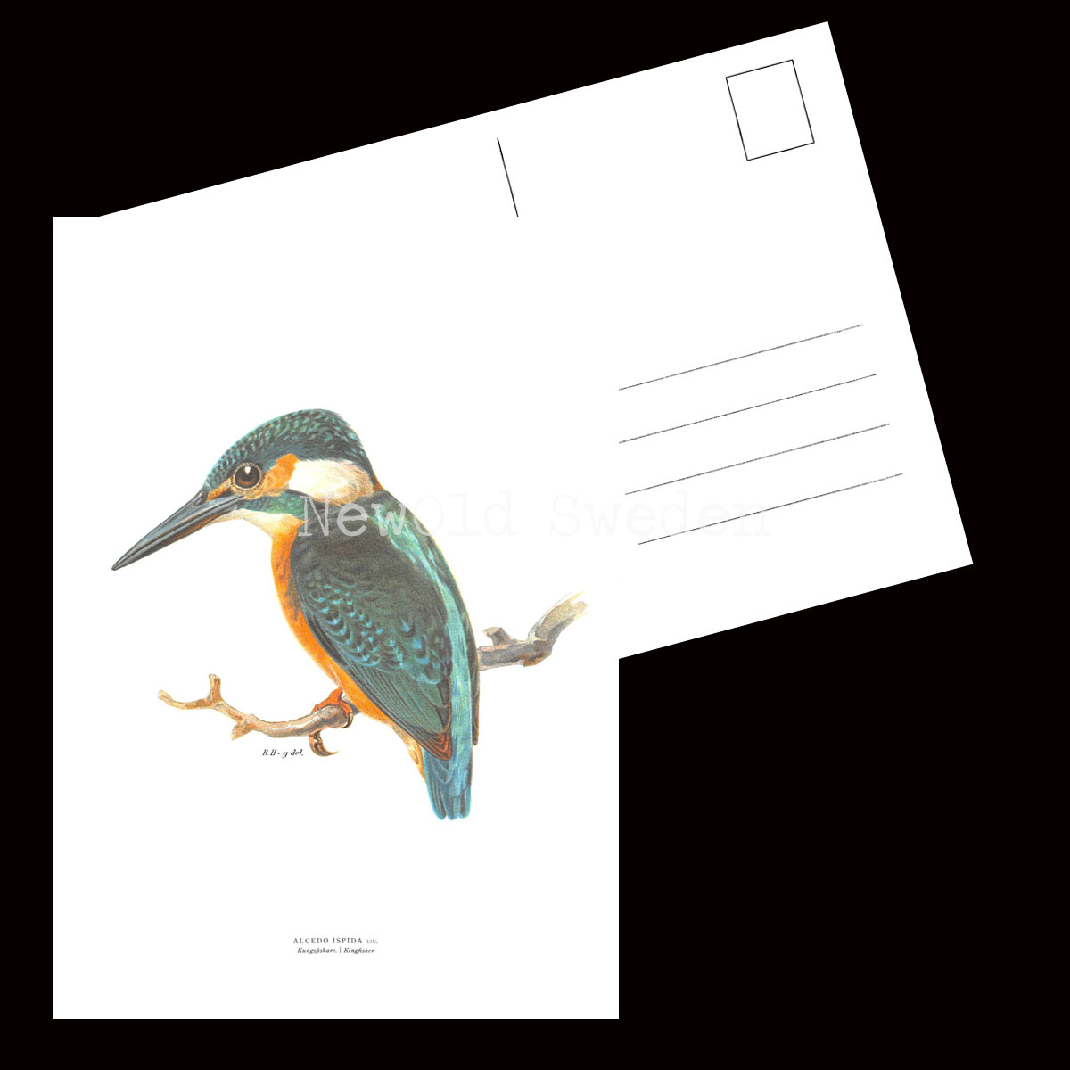 Kungsfiskare - ALCEDO ISPIDA - B2 - 2