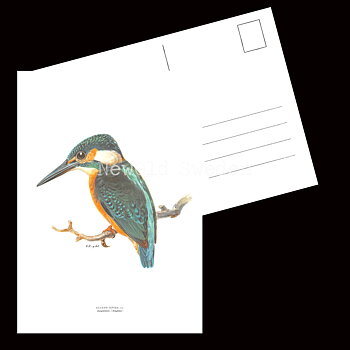 Kungsfiskare - ALCEDO ISPIDA - B2