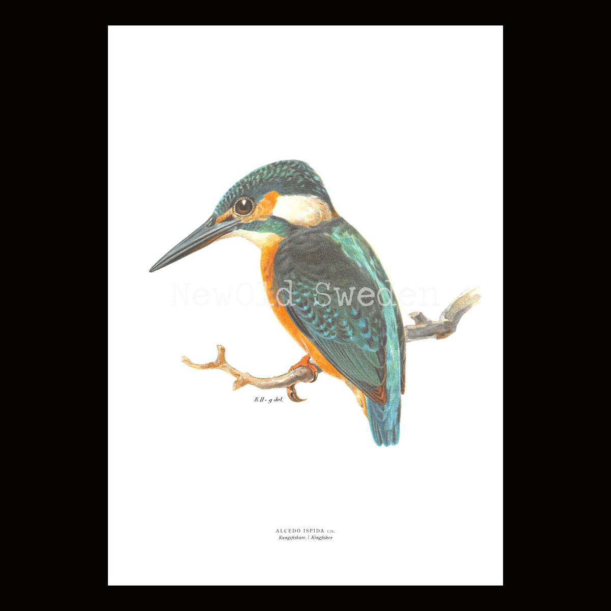 Kungsfiskare - ALCEDO ISPIDA - B2