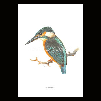 Kungsfiskare - ALCEDO ISPIDA - B2