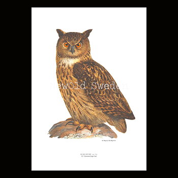 Uf - BUBO BUBO - B2