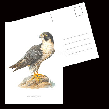 Pilgrimsfalk - FALCO PEREGRINUS - B2