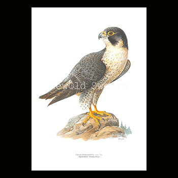 Pilgrimsfalk - FALCO PEREGRINUS - B2