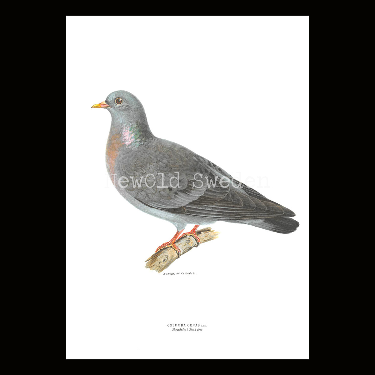 Skogsdufa - COLUMBA OENAS - B2
