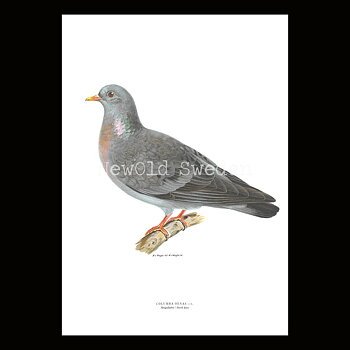 Skogsdufa - COLUMBA OENAS - B2