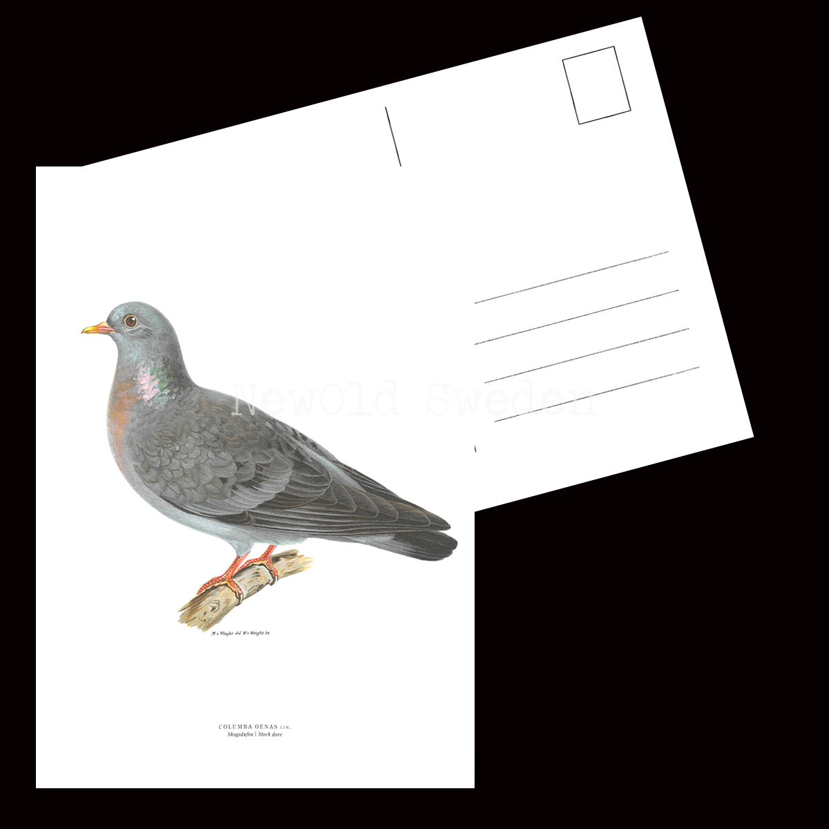 Skogsdufa - COLUMBA OENAS - B2 - 2