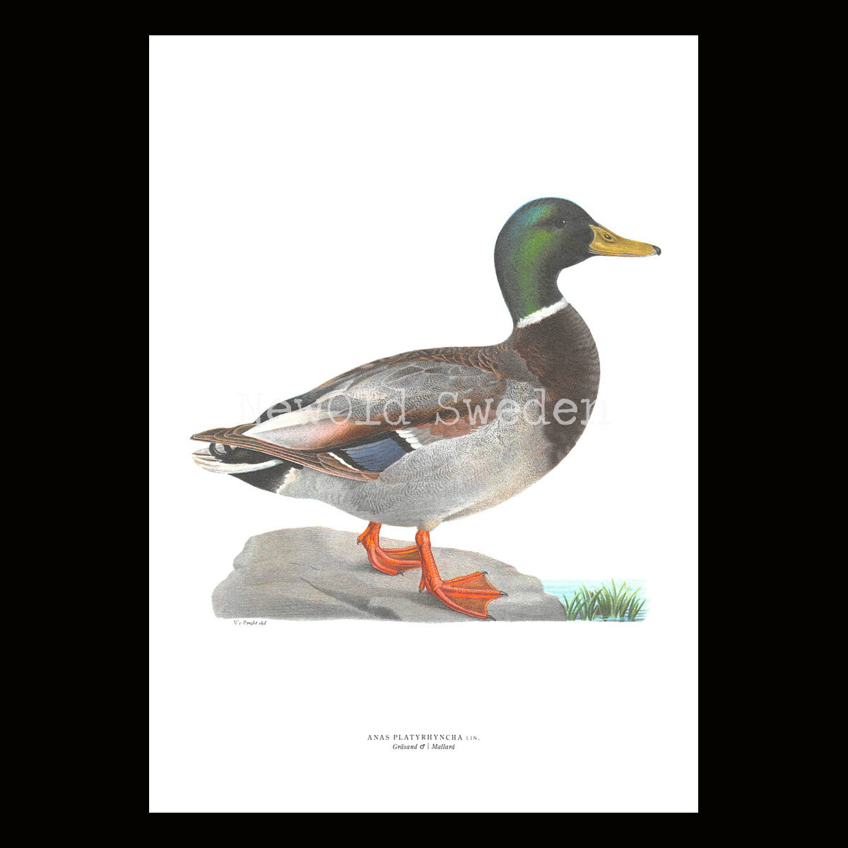 Gräsand - ANAS PLATYRHYNCHA - B2