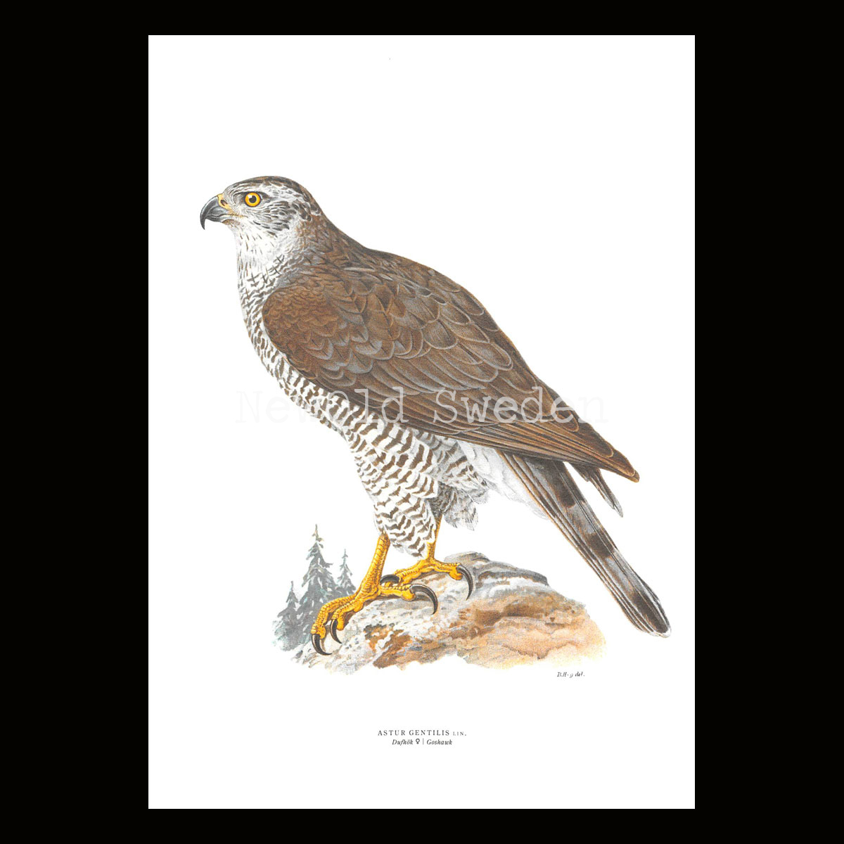 Dufhök - ASTUR GENTILIS - B2