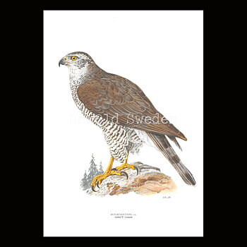 Dufhök - ASTUR GENTILIS - B2