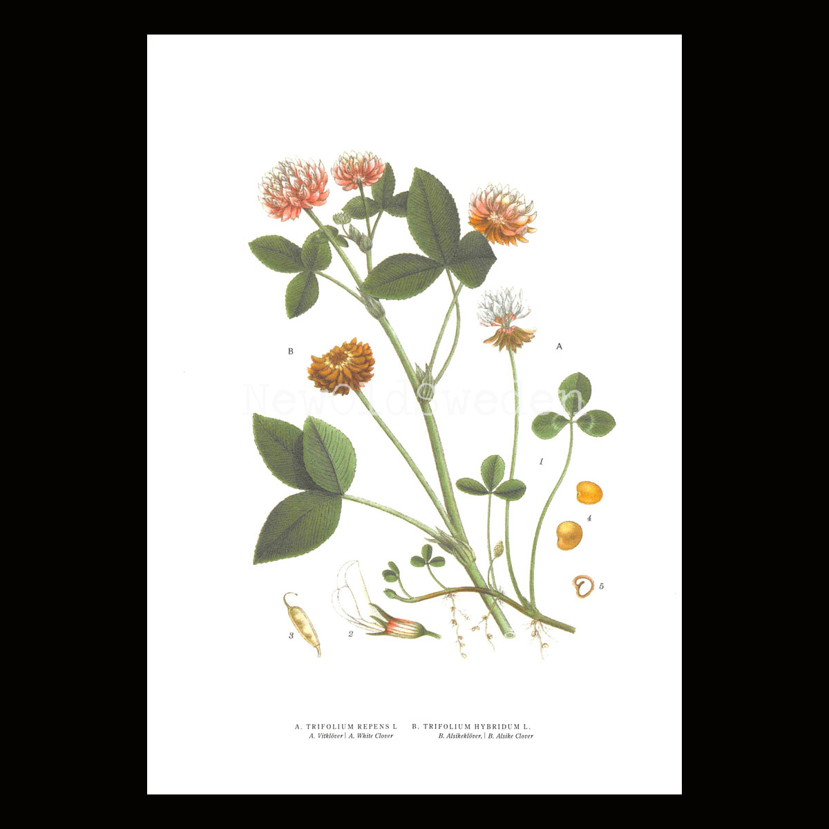 Vitklöver / Alsikeklöver - TRIFOLIUM REPENS L. / TRIFOLIUM HYBRIDUM L. - B3