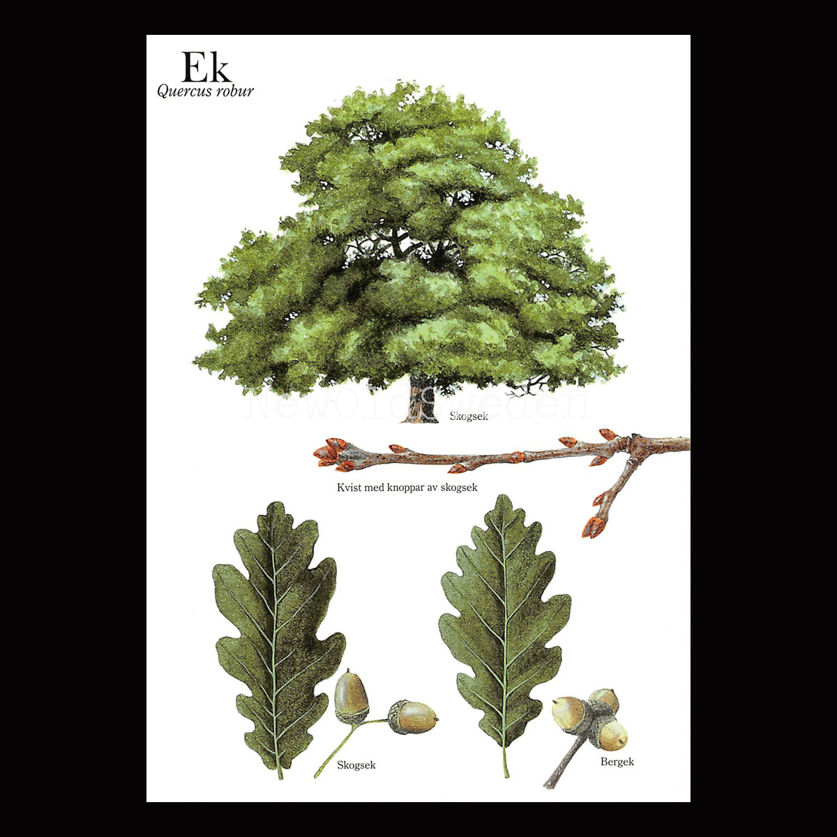 Ek (Quercus spp.) - Skogskunskap