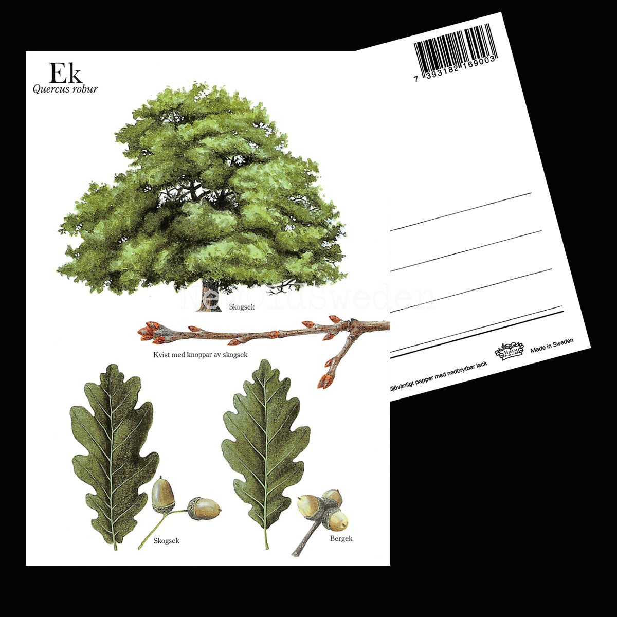 EK Quercus robur Lars Klinting - Vykort - 405 - 2