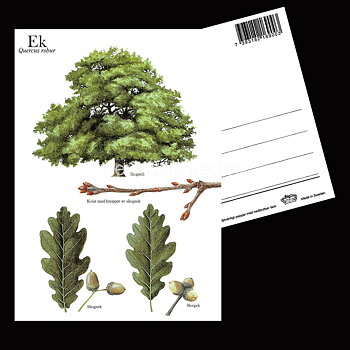 EK Quercus robur Lars Klinting - Vykort - 405