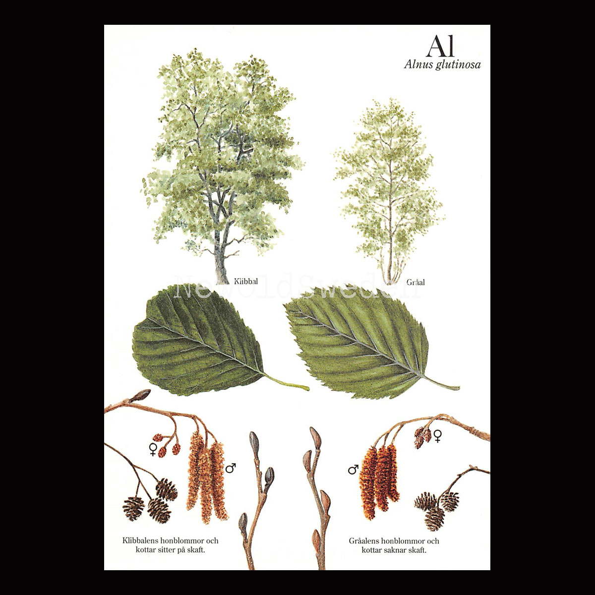 AL Alnus glutinosa Lars Klinting - Vykort - 405
