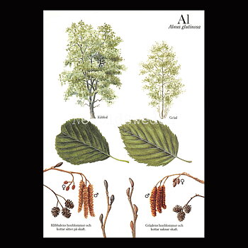 AL Alnus glutinosa Lars Klinting - Vykort - 405