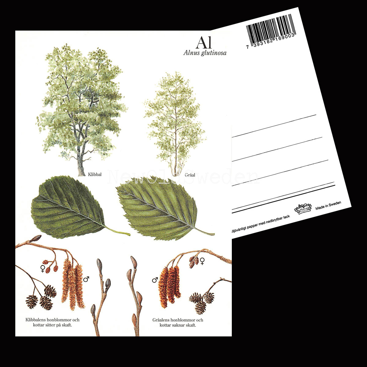 AL Alnus glutinosa Lars Klinting - Vykort - 405 - 2
