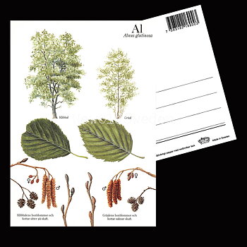 AL Alnus glutinosa Lars Klinting - Vykort - 405