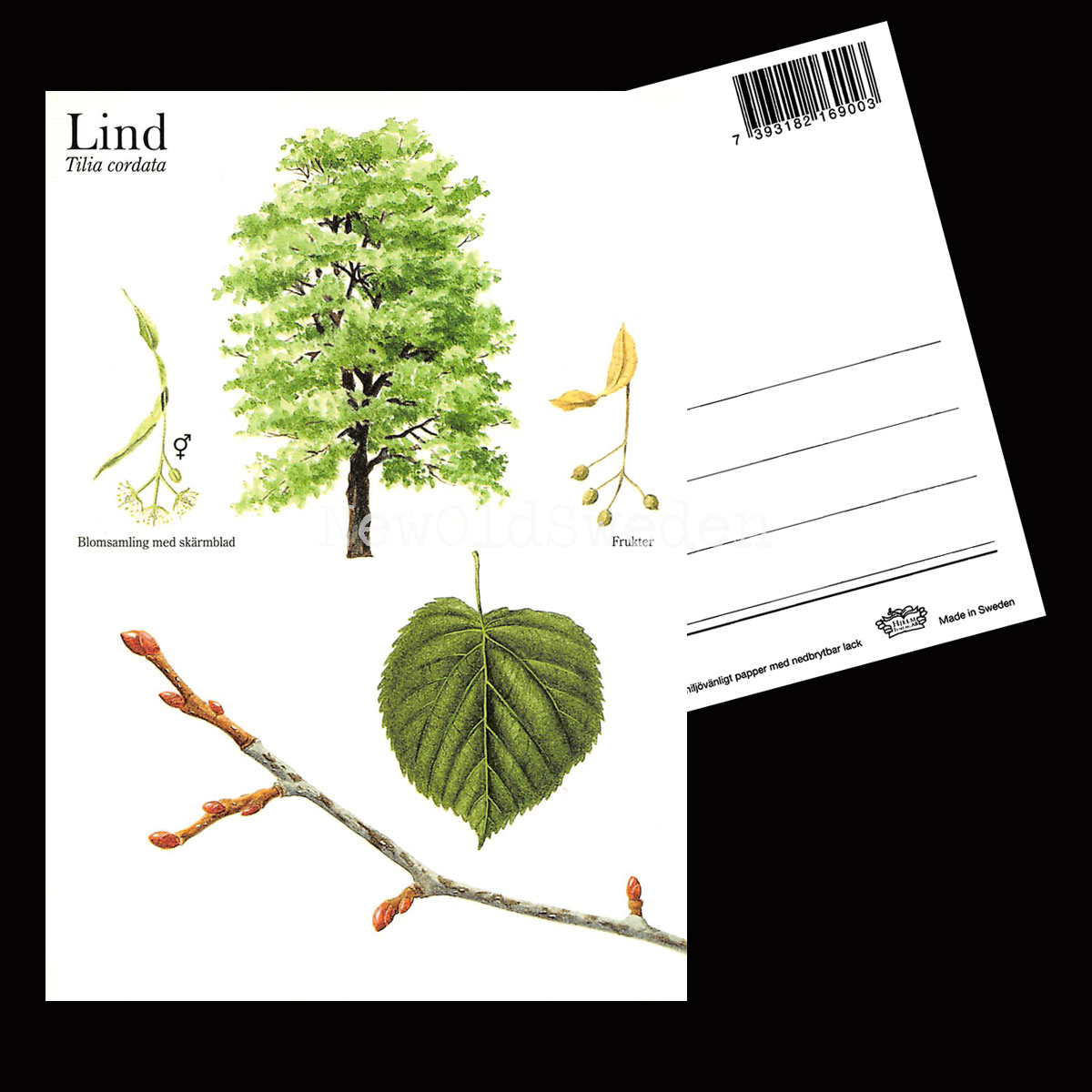 LIND Tilia cordata Lars Klinting - Vykort - 405 - 2