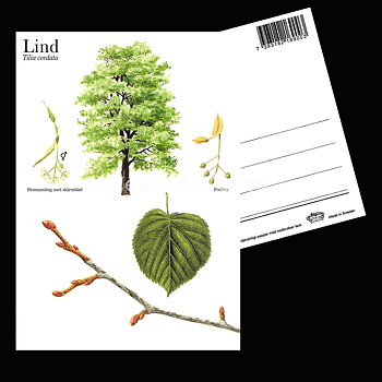 LIND Tilia cordata Lars Klinting - Vykort - 405