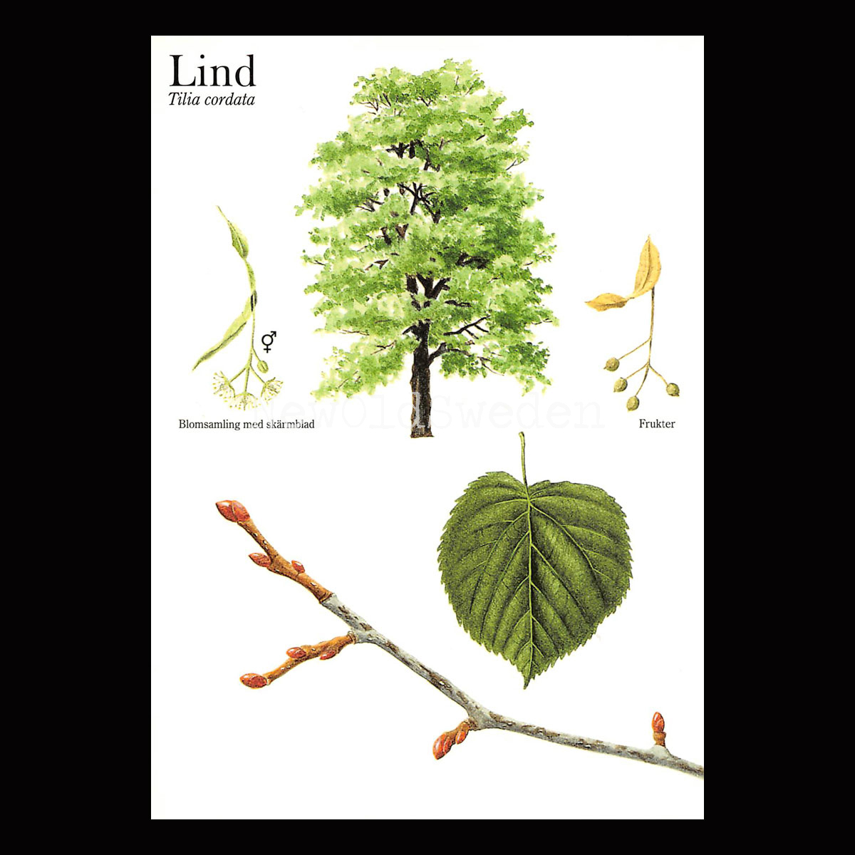 LIND Tilia cordata Lars Klinting - Vykort - 405