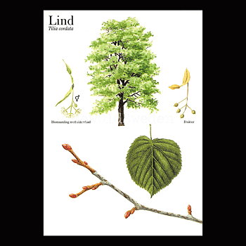 LIND Tilia cordata Lars Klinting - Vykort - 405