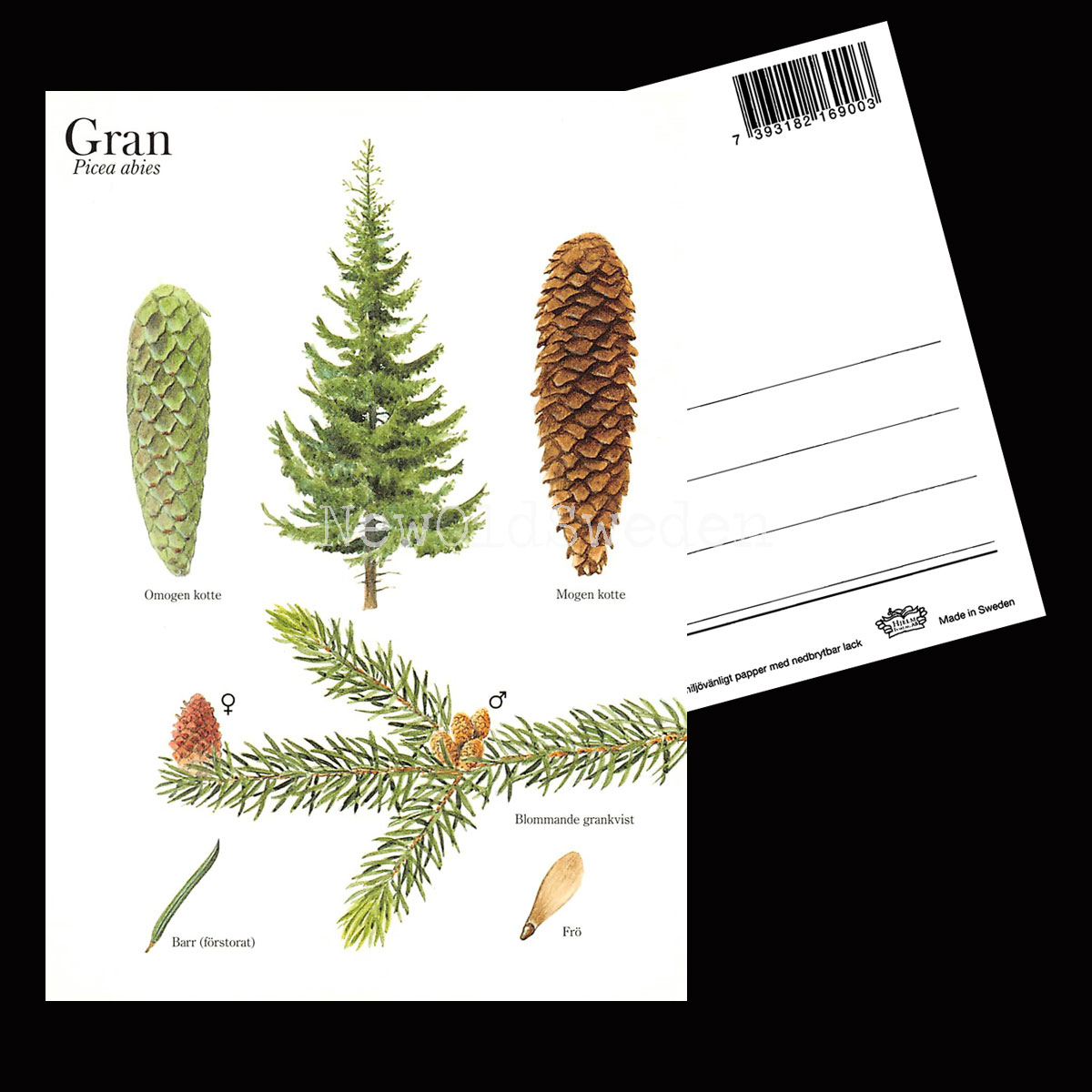 GRAN Picea abies Lars Klinting - Vykort - 405 - 2
