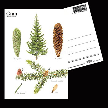 GRAN Picea abies Lars Klinting - Vykort - 405